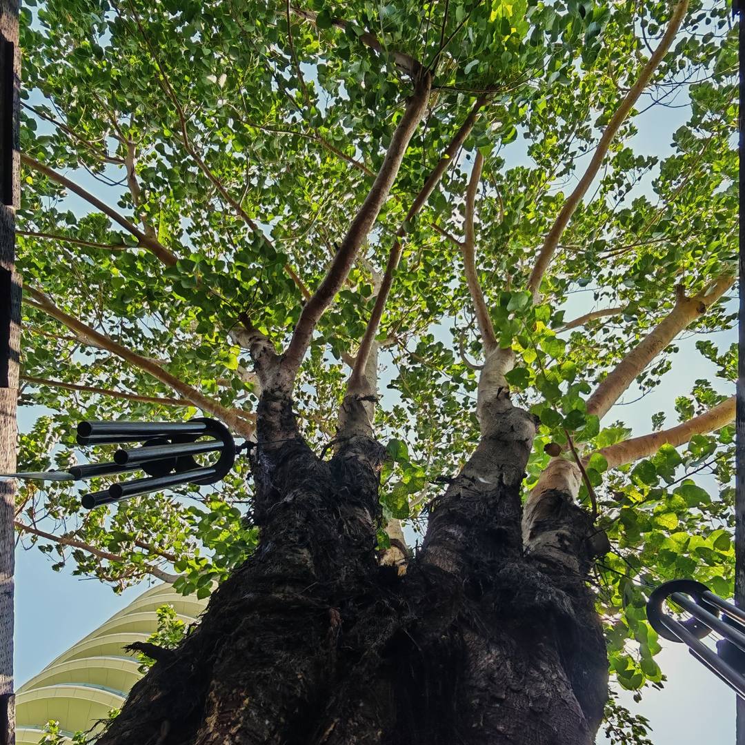 菩提小院实景·树冠风铃